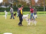 snow wolf between other dogs socialisation exiercise
