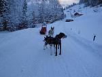 Mein Duke und Nachbars Fina im Lead. 
Fenrir (mein Zukünftiger) im Wheel