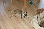 Hunde 003 (Small)