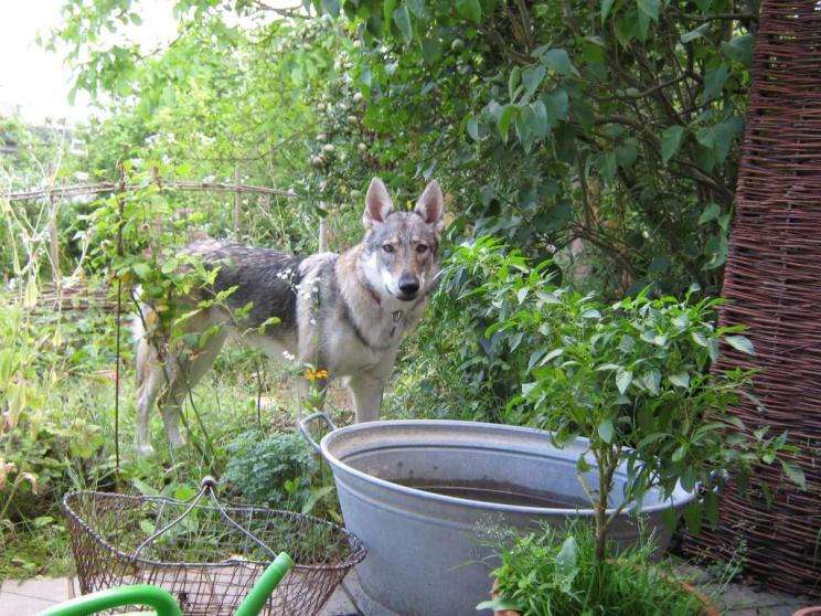 Porträt im Garten