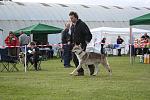 gus at local dog show