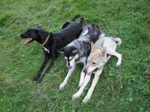 Duke (Galgo-Neufundländermix)
Fina Maru (Saarloos)
Fenrir (Tschechoslowake)