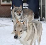 Wolfhonden in de sneeuw