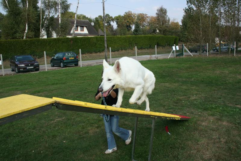 2009 09 26 Djack agility 004