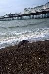 After stealing a mans sandwiches "Pig" ventured towards the sea for the first time