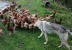 IMAN ROUNDING UP MY CHICKENS