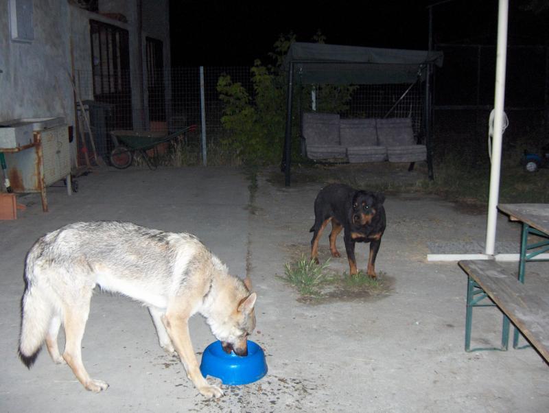 "perchè lui mangia e io no?"