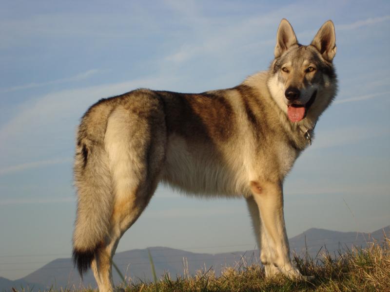 Ulisse Passo del Lupo  11 mesi