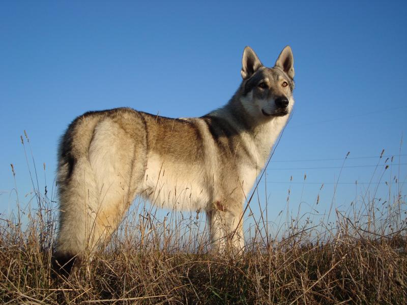 Ulisse Passo del Lupo  11 mesi