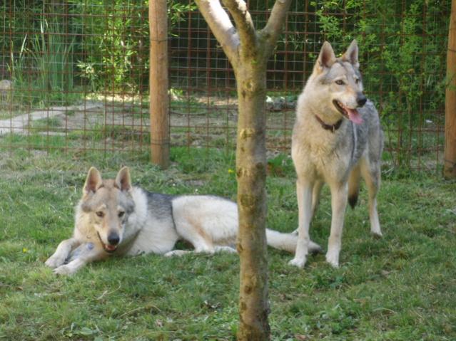 Will e Cindy balze del lupo