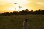 at home on the farm