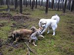 Treffen mit dem grossen Kumpel im Wald