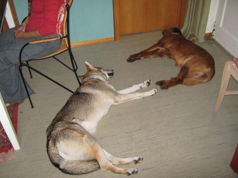 Ruhe im Esszimmer...
Zur Zeit haben wir auch noch einen Ferienhund