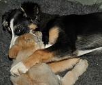 Vita playing with Dix 5 month old Border Collie  
We have 8 Border Collies so she have alot of friends