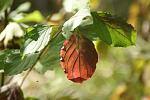 rood gekleurd herfstblad