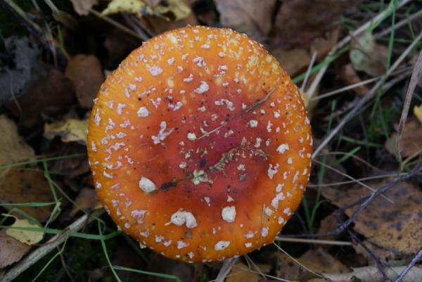 rood met witte stippen