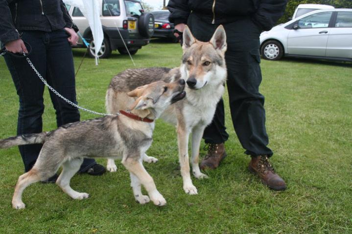 gus and son at dog show