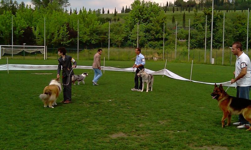 Ulisse Passo del Lupo Prato Poggibonsi - CAC,BOB,4 Best in Show