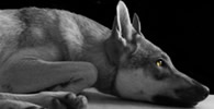 http://www.wolfdog.org/forum/signaturepics/sigpic1100_1.gif